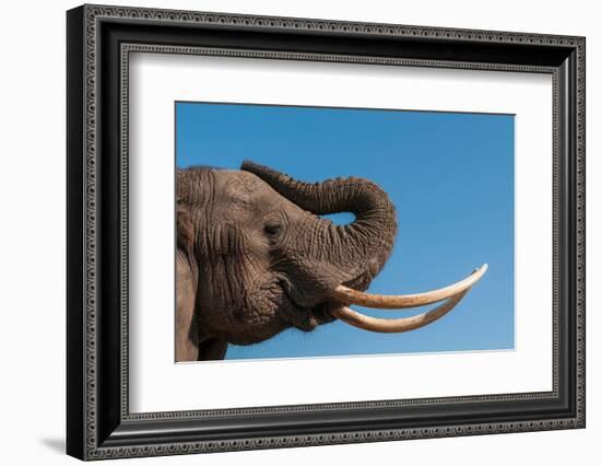 Portrait of an African elephant with extremely long tusks. Abu Camp, Okavango Delta, Botswana.-Sergio Pitamitz-Framed Photographic Print