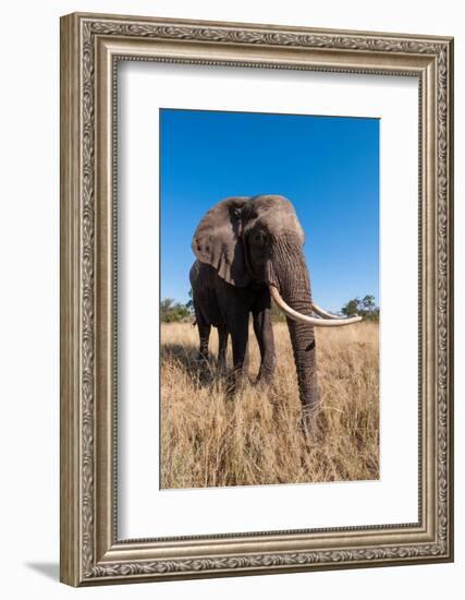 Portrait of an African elephant with extremely long tusks.-Sergio Pitamitz-Framed Photographic Print