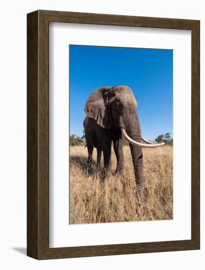 Portrait of an African elephant with extremely long tusks.-Sergio Pitamitz-Framed Photographic Print