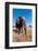 Portrait of an African elephant with extremely long tusks.-Sergio Pitamitz-Framed Photographic Print