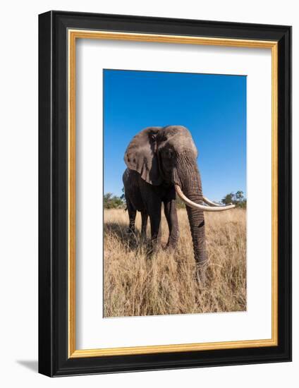 Portrait of an African elephant with extremely long tusks.-Sergio Pitamitz-Framed Photographic Print