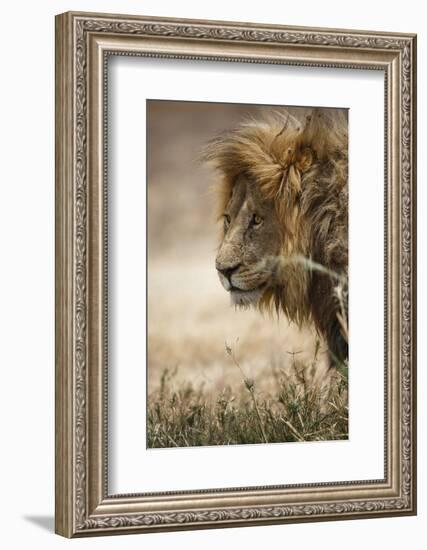 Portrait of an African lion (Panthera leo), Serengeti National Park, Tanzania, East Africa, Africa-Ashley Morgan-Framed Photographic Print