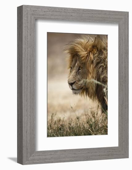 Portrait of an African lion (Panthera leo), Serengeti National Park, Tanzania, East Africa, Africa-Ashley Morgan-Framed Photographic Print