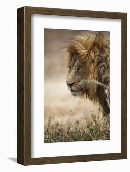 Portrait of an African lion (Panthera leo), Serengeti National Park, Tanzania, East Africa, Africa-Ashley Morgan-Framed Photographic Print