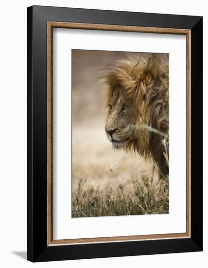 Portrait of an African lion (Panthera leo), Serengeti National Park, Tanzania, East Africa, Africa-Ashley Morgan-Framed Photographic Print