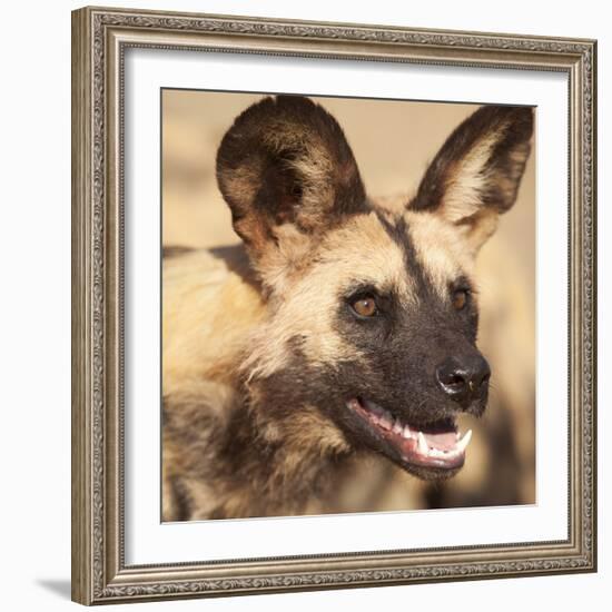Portrait of an African Wild Dog, Harnas Wildlife Foundation and Guest Farm, Harnas, Namibia-Wendy Kaveney-Framed Photographic Print