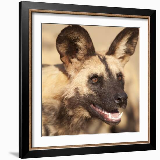 Portrait of an African Wild Dog, Harnas Wildlife Foundation and Guest Farm, Harnas, Namibia-Wendy Kaveney-Framed Photographic Print