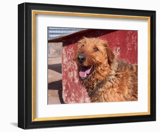 Portrait of an Airedale Terrier-Zandria Muench Beraldo-Framed Photographic Print