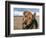 Portrait of an Airedale Terrier-Zandria Muench Beraldo-Framed Photographic Print
