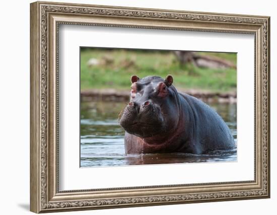 Portrait of an alert hippopotamus in the water. Khwai Concession Area, Okavango, Botswana.-Sergio Pitamitz-Framed Photographic Print