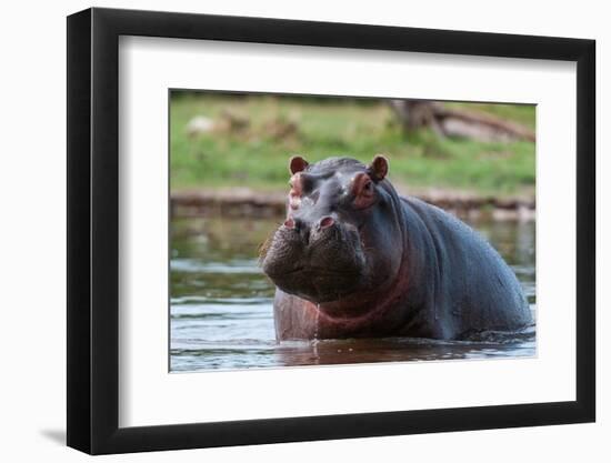 Portrait of an alert hippopotamus in the water. Khwai Concession Area, Okavango, Botswana.-Sergio Pitamitz-Framed Photographic Print