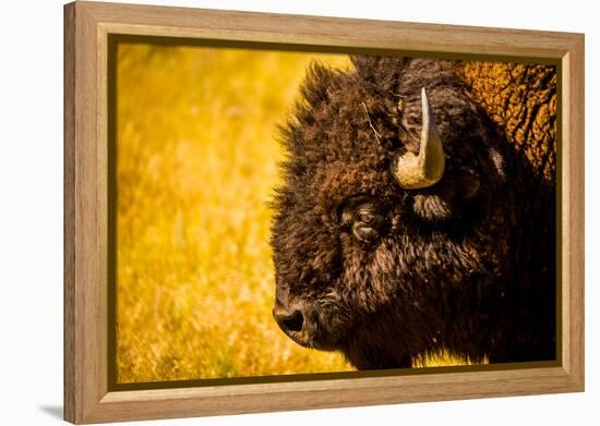 Portrait of an American Buffalo, Buffalo Round Up, Custer State Park, Black Hills, South Dakota-Laura Grier-Framed Premier Image Canvas