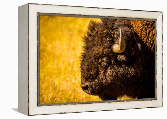 Portrait of an American Buffalo, Buffalo Round Up, Custer State Park, Black Hills, South Dakota-Laura Grier-Framed Premier Image Canvas