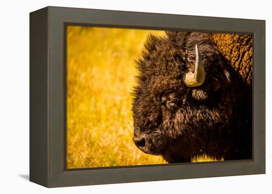 Portrait of an American Buffalo, Buffalo Round Up, Custer State Park, Black Hills, South Dakota-Laura Grier-Framed Premier Image Canvas