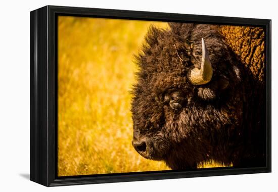 Portrait of an American Buffalo, Buffalo Round Up, Custer State Park, Black Hills, South Dakota-Laura Grier-Framed Premier Image Canvas