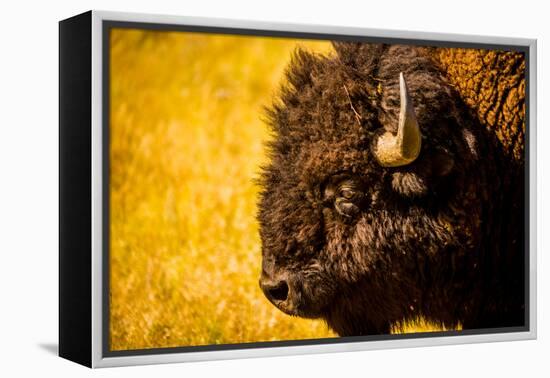 Portrait of an American Buffalo, Buffalo Round Up, Custer State Park, Black Hills, South Dakota-Laura Grier-Framed Premier Image Canvas