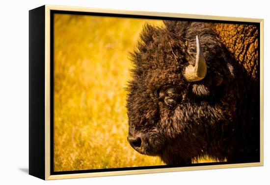 Portrait of an American Buffalo, Buffalo Round Up, Custer State Park, Black Hills, South Dakota-Laura Grier-Framed Premier Image Canvas