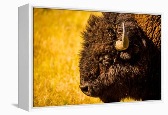 Portrait of an American Buffalo, Buffalo Round Up, Custer State Park, Black Hills, South Dakota-Laura Grier-Framed Premier Image Canvas