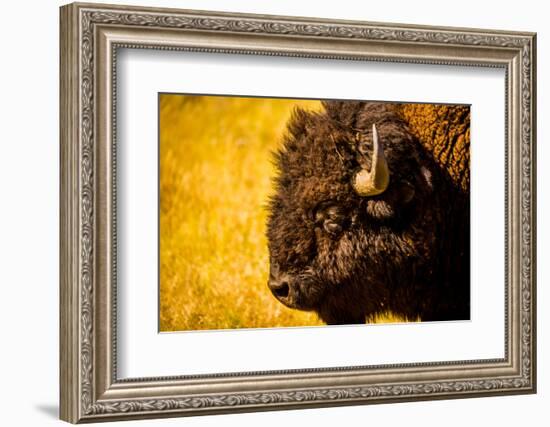 Portrait of an American Buffalo, Buffalo Round Up, Custer State Park, Black Hills, South Dakota-Laura Grier-Framed Photographic Print