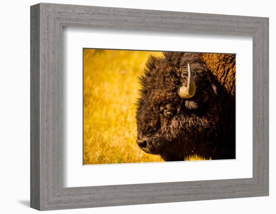 Portrait of an American Buffalo, Buffalo Round Up, Custer State Park, Black Hills, South Dakota-Laura Grier-Framed Photographic Print