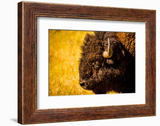 Portrait of an American Buffalo, Buffalo Round Up, Custer State Park, Black Hills, South Dakota-Laura Grier-Framed Photographic Print