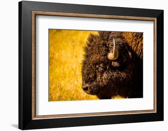 Portrait of an American Buffalo, Buffalo Round Up, Custer State Park, Black Hills, South Dakota-Laura Grier-Framed Photographic Print