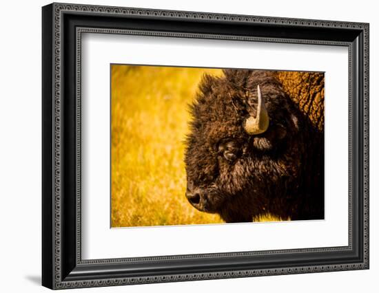 Portrait of an American Buffalo, Buffalo Round Up, Custer State Park, Black Hills, South Dakota-Laura Grier-Framed Photographic Print