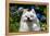 Portrait of an American Eskimo Dog-Zandria Muench Beraldo-Framed Premier Image Canvas