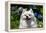 Portrait of an American Eskimo Dog-Zandria Muench Beraldo-Framed Premier Image Canvas