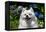 Portrait of an American Eskimo Dog-Zandria Muench Beraldo-Framed Premier Image Canvas