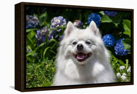 Portrait of an American Eskimo Dog-Zandria Muench Beraldo-Framed Premier Image Canvas