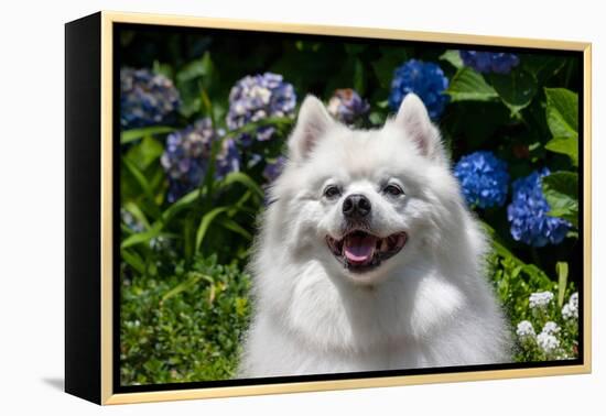 Portrait of an American Eskimo Dog-Zandria Muench Beraldo-Framed Premier Image Canvas