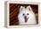 Portrait of an American Eskimo Dog-Zandria Muench Beraldo-Framed Premier Image Canvas