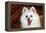 Portrait of an American Eskimo Dog-Zandria Muench Beraldo-Framed Premier Image Canvas