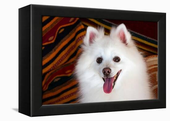 Portrait of an American Eskimo Dog-Zandria Muench Beraldo-Framed Premier Image Canvas