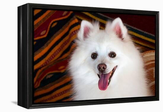 Portrait of an American Eskimo Dog-Zandria Muench Beraldo-Framed Premier Image Canvas