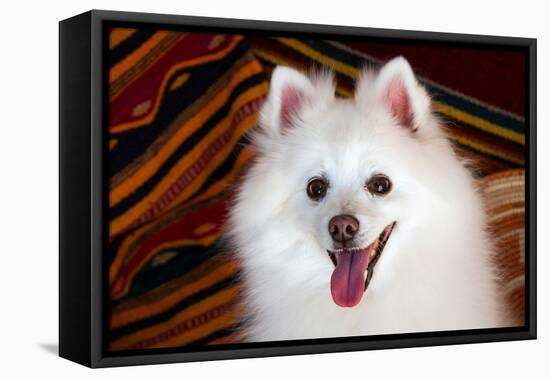 Portrait of an American Eskimo Dog-Zandria Muench Beraldo-Framed Premier Image Canvas