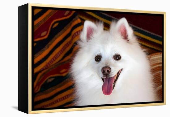 Portrait of an American Eskimo Dog-Zandria Muench Beraldo-Framed Premier Image Canvas