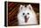 Portrait of an American Eskimo Dog-Zandria Muench Beraldo-Framed Premier Image Canvas