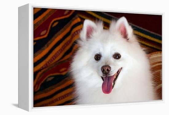 Portrait of an American Eskimo Dog-Zandria Muench Beraldo-Framed Premier Image Canvas