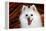 Portrait of an American Eskimo Dog-Zandria Muench Beraldo-Framed Premier Image Canvas