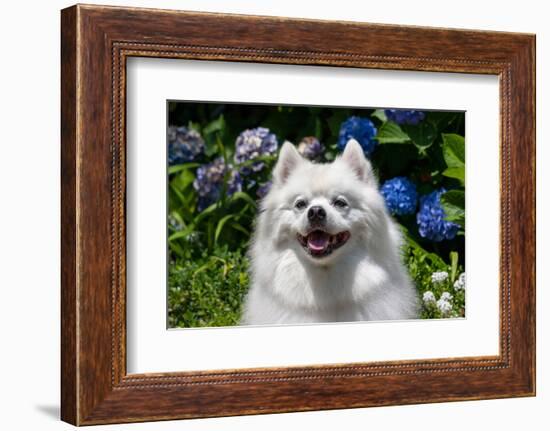 Portrait of an American Eskimo Dog-Zandria Muench Beraldo-Framed Photographic Print