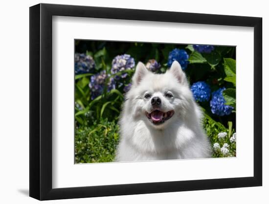 Portrait of an American Eskimo Dog-Zandria Muench Beraldo-Framed Photographic Print