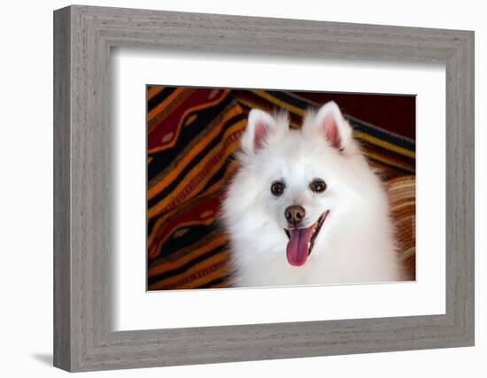 Portrait of an American Eskimo Dog-Zandria Muench Beraldo-Framed Photographic Print