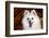 Portrait of an American Eskimo Dog-Zandria Muench Beraldo-Framed Photographic Print