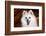 Portrait of an American Eskimo Dog-Zandria Muench Beraldo-Framed Photographic Print