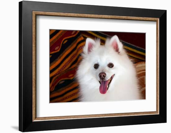 Portrait of an American Eskimo Dog-Zandria Muench Beraldo-Framed Photographic Print