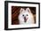 Portrait of an American Eskimo Dog-Zandria Muench Beraldo-Framed Photographic Print