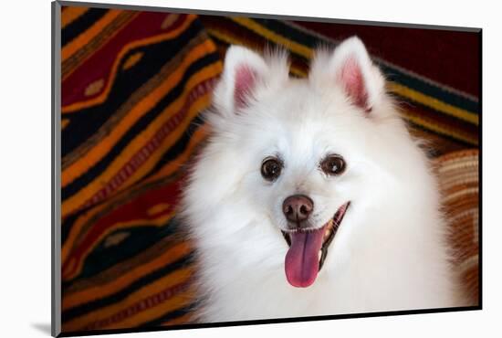 Portrait of an American Eskimo Dog-Zandria Muench Beraldo-Mounted Photographic Print