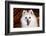 Portrait of an American Eskimo Dog-Zandria Muench Beraldo-Framed Photographic Print